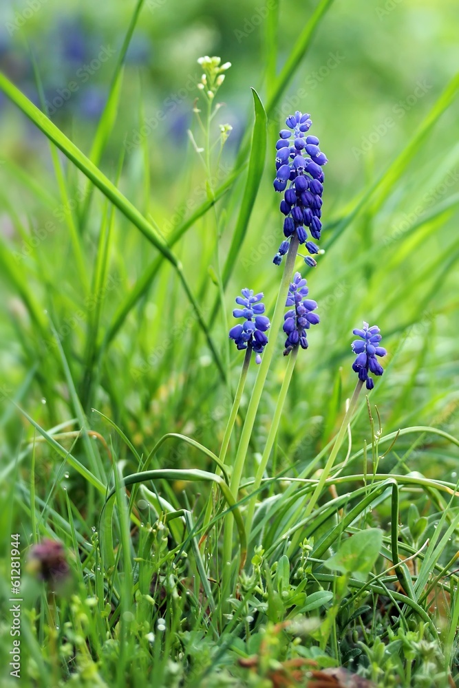Armenische Traubenhyazinthe / Muscari armeniacum Armenische Traubenhyazinthe / Muscari armeniacum