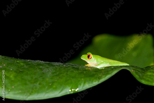 Profile of Red Eye Tree Frog