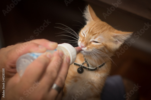 Kitten beeing bottle fed