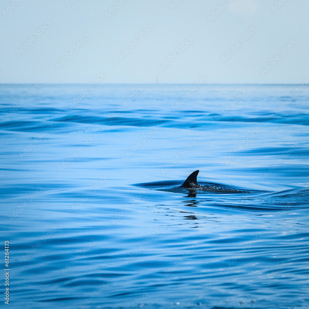 Fototapeta premium Fin of a shark in the high sea
