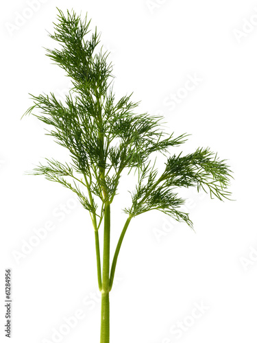 Green dill weed