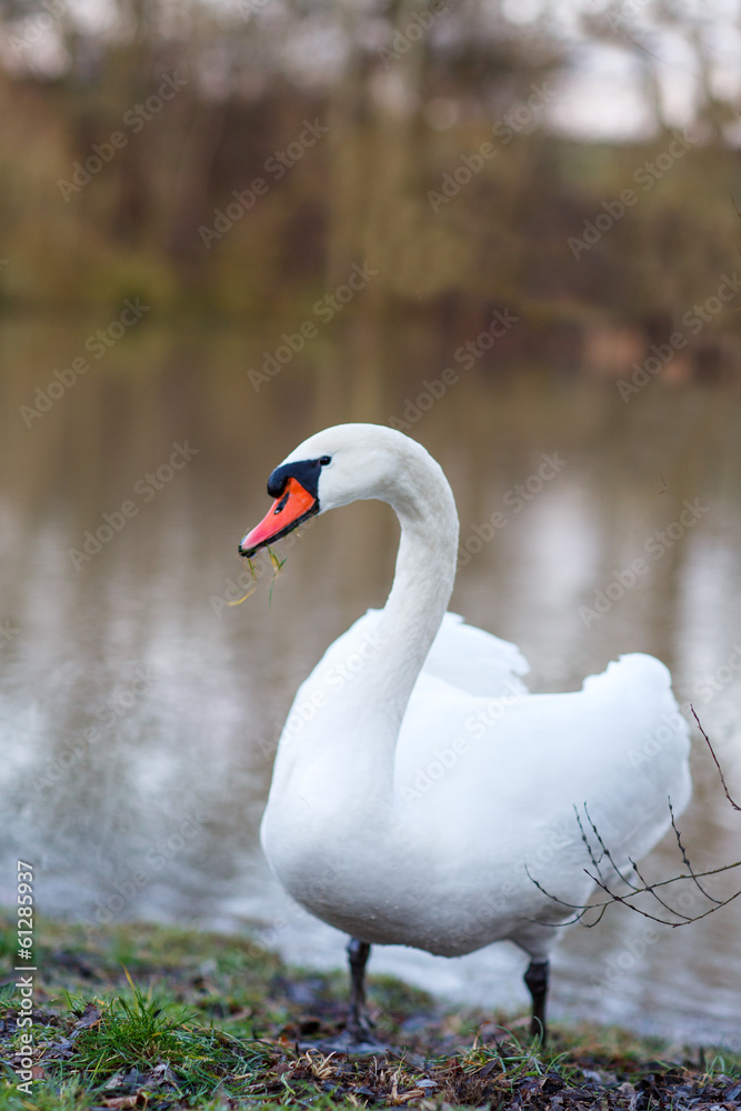 White swan on a spring lake, Germany White swan on a spring lake, Germany
