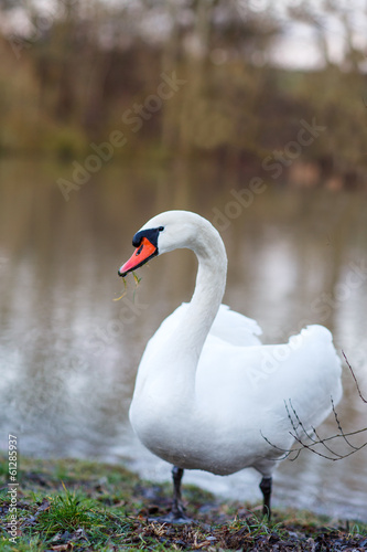 White swan on a spring lake, Germany