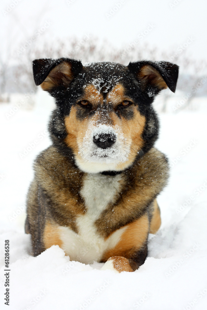 German Shepherd Dog Laying in White Snow German Shepherd Dog Laying in White Snow
