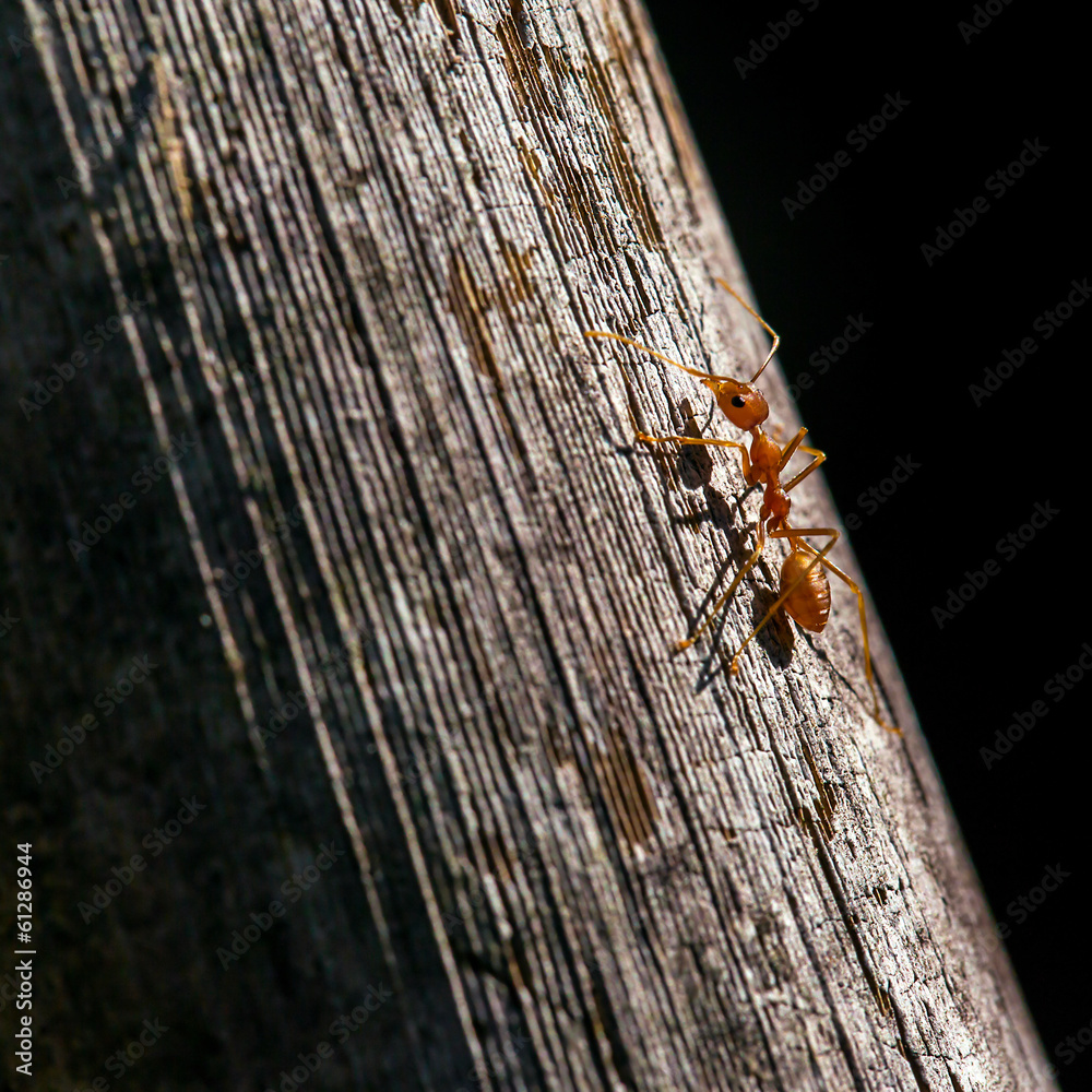 Ant on a wooden surface close-up Ant on a wooden surface close-up