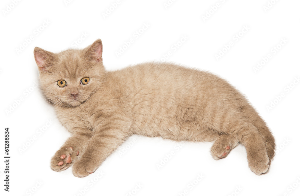 ginger British cat