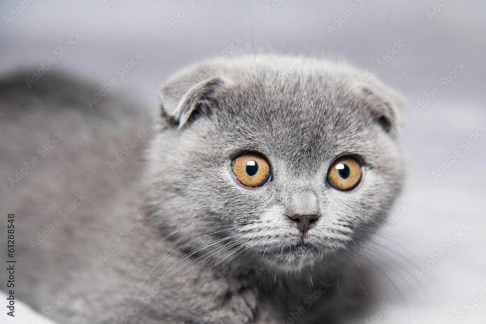 Scottish Shorthair cat