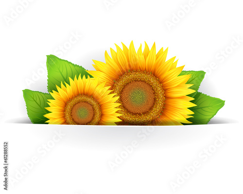Banner, floral background or template card with sunflowers