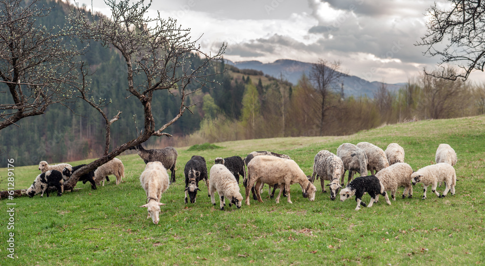 Obraz premium sheeps