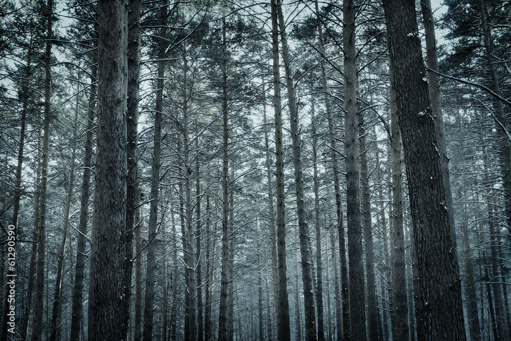Frozen winter pine forest Frozen winter pine forest