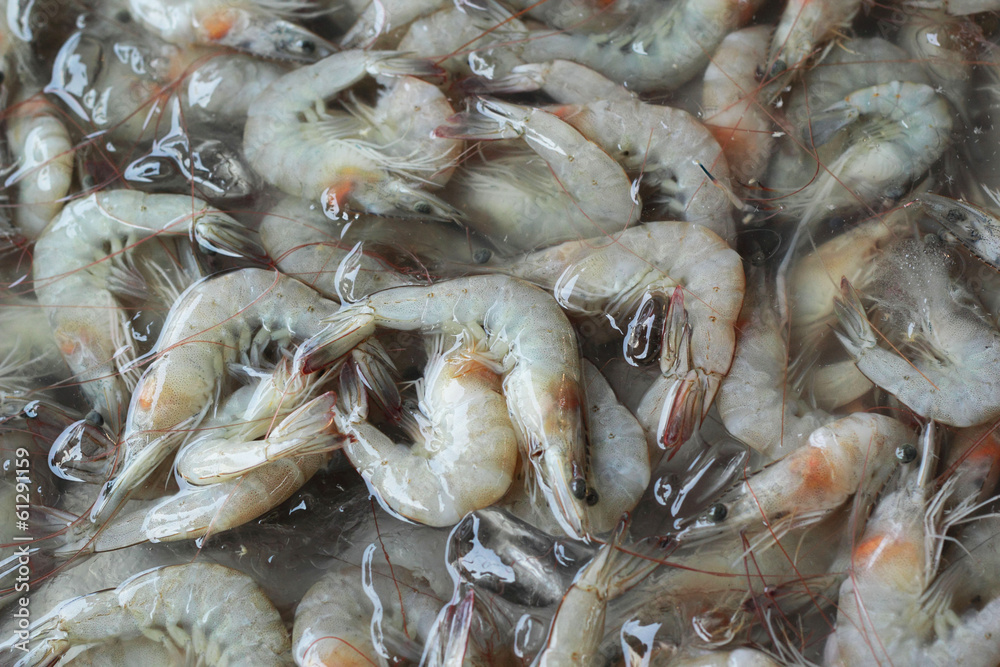 Fresh shrimp in market Fresh shrimp in market