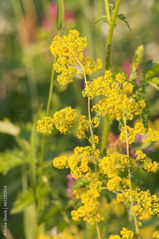 Lady's Bedstraw, Galium verum Lady's Bedstraw, Galium verum