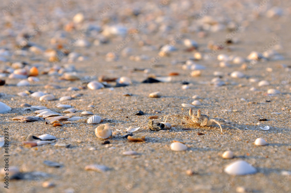 Life of crab Life of crab