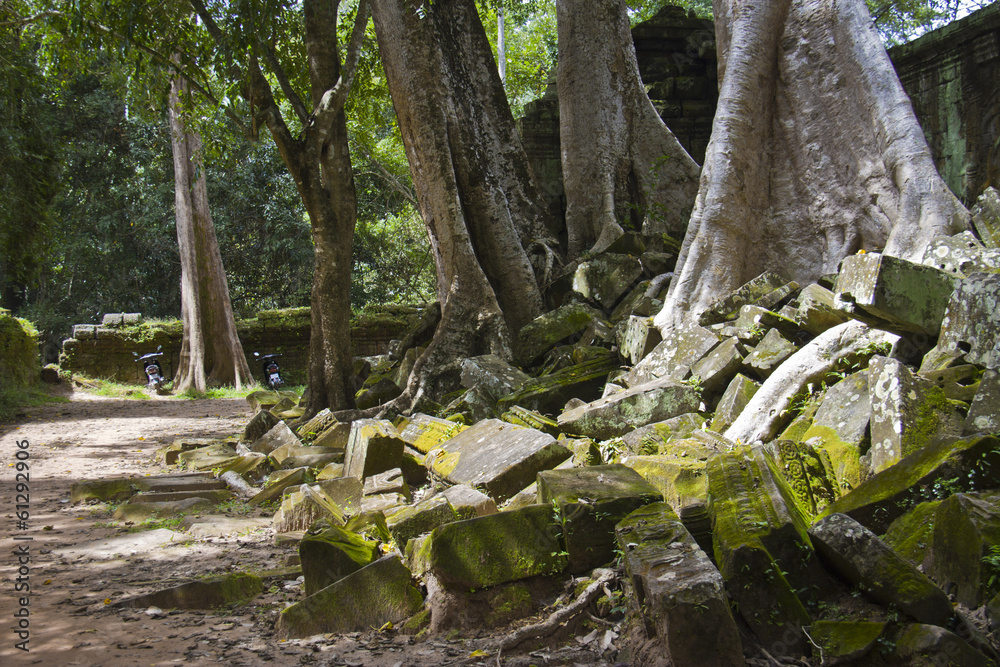 Old trees of Angkor Wat Old trees of Angkor Wat