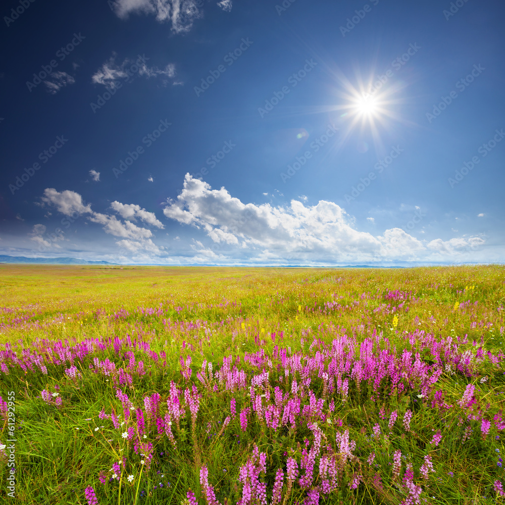 Green field with pink wildflowers and blue sky with white clouds