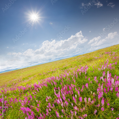 Green field with pink wildflowers and blue sky with white clouds
