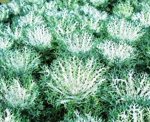 Beautiful fall decorating with flowering cabbage photo