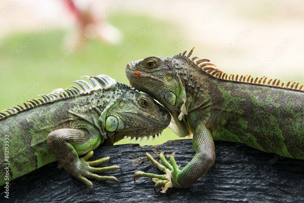 iguana iguana