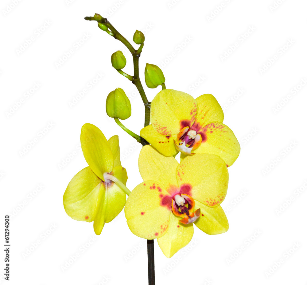 Naklejka premium beautiful yellow with motley orchid is isolated on the white b