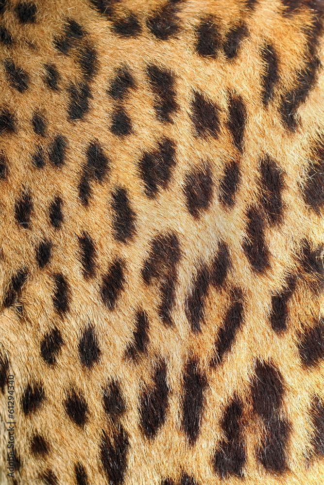 leopard colorful fur real texture leopard colorful fur real texture