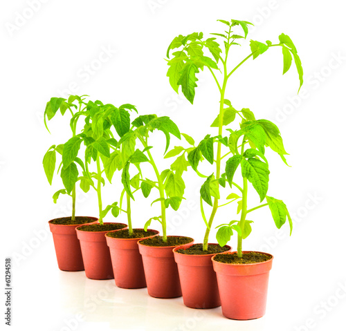Green seedling illustrating concept of upstart is isolated on wh