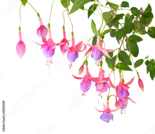 Photo blossoming branch lilac of a fuchsia, isolated on white backgrou