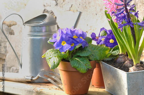 fleurs de printemps