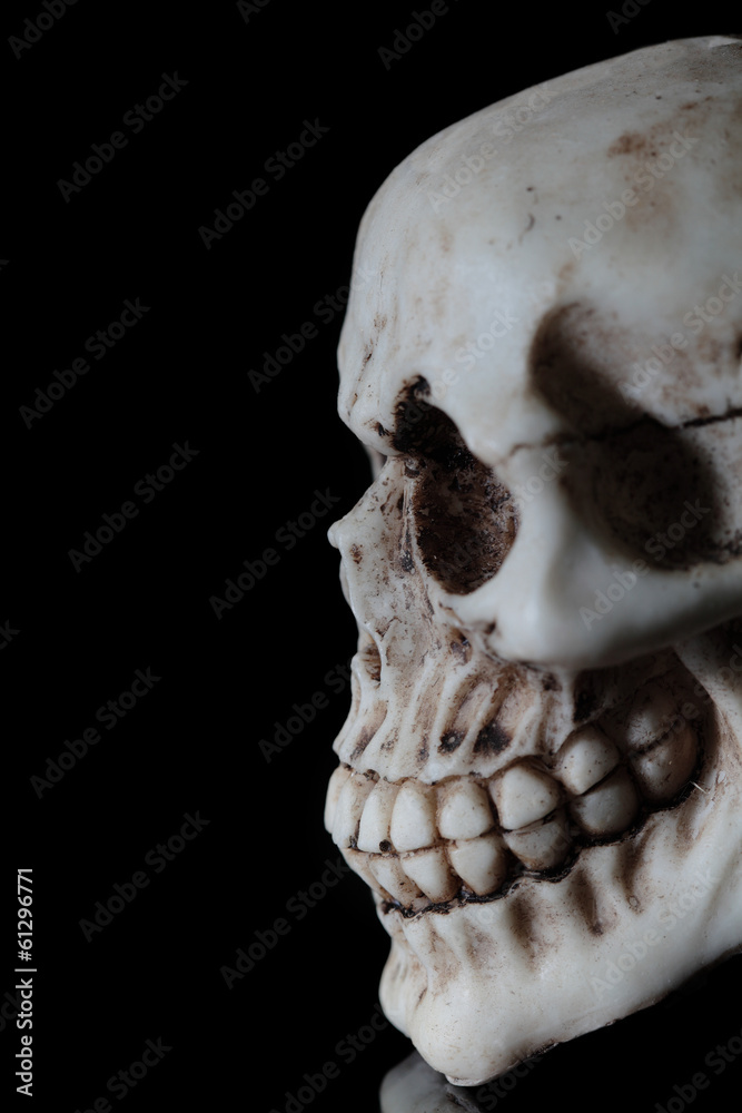 Naklejka premium human skull