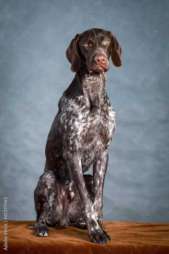 German shorthaired pointer dog