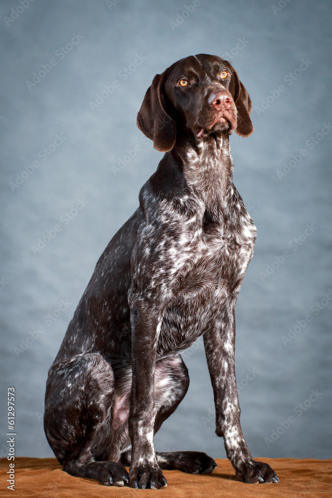 German shorthaired pointer dog