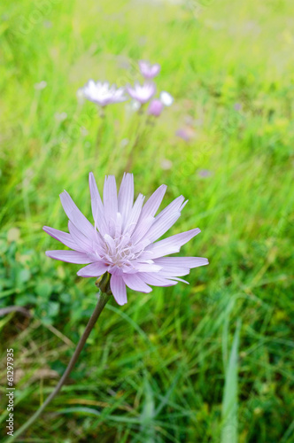 Wildflower In Montenegro