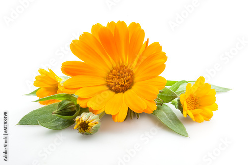 Fototapeta Naklejka Na Ścianę i Meble -  Calendula. Flowers with leaves isolated on white