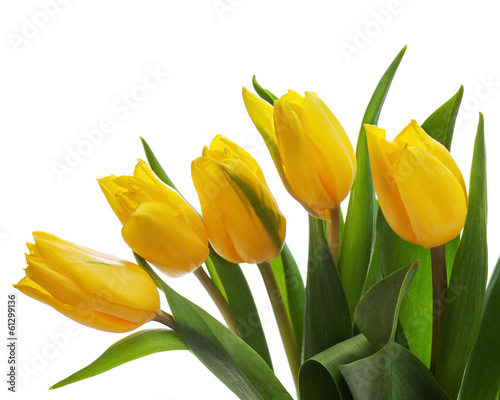 Flower bouquet from yellow tulips isolated on white background.