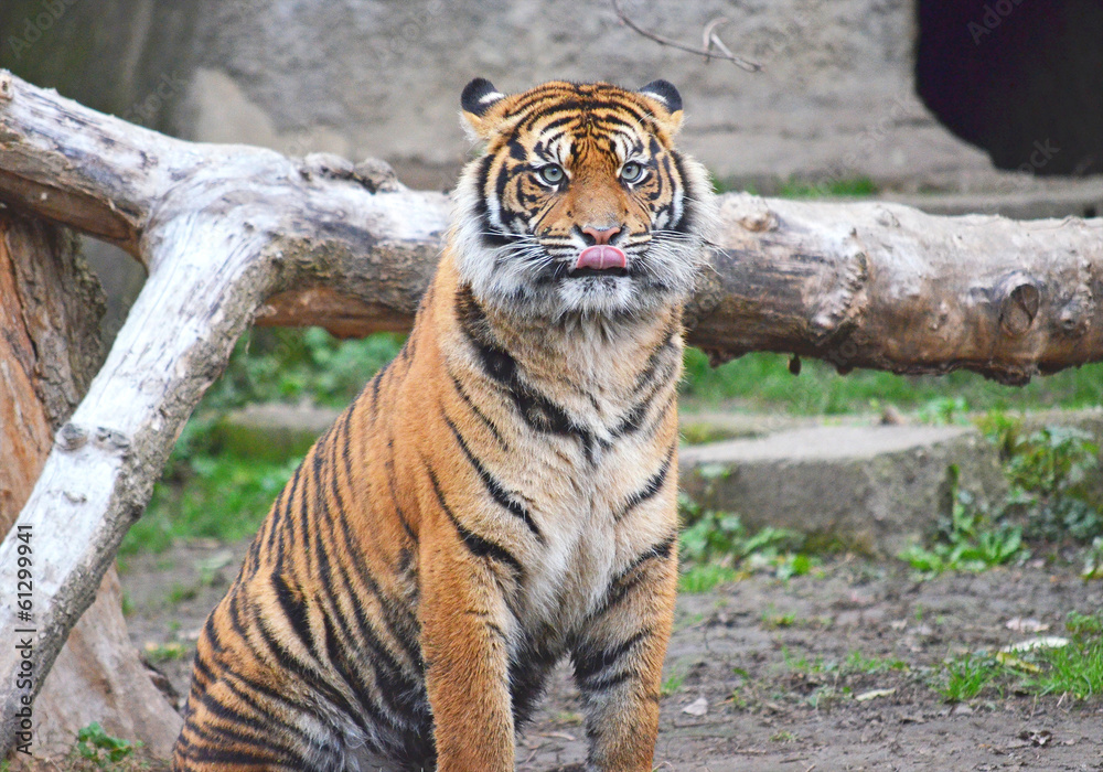 Tiger at the Warsaw Zoo - obrazy, fototapety, plakaty 