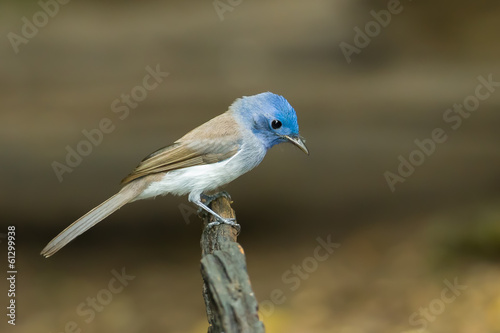 Female Black-naped Monarch (Hypothymis azurea)