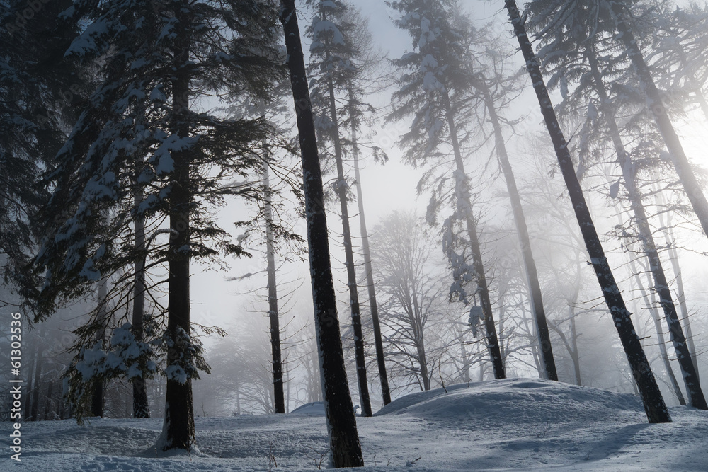 Fototapeta premium Forest with snow