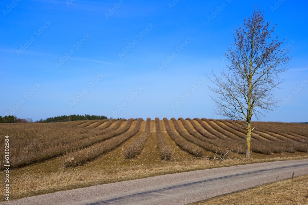 Plantation of redcurrants (Ribes rubrum), spring