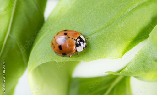 closeup of ladybug on the green leaf