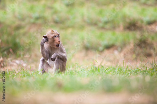 Monkeys of Thailand
