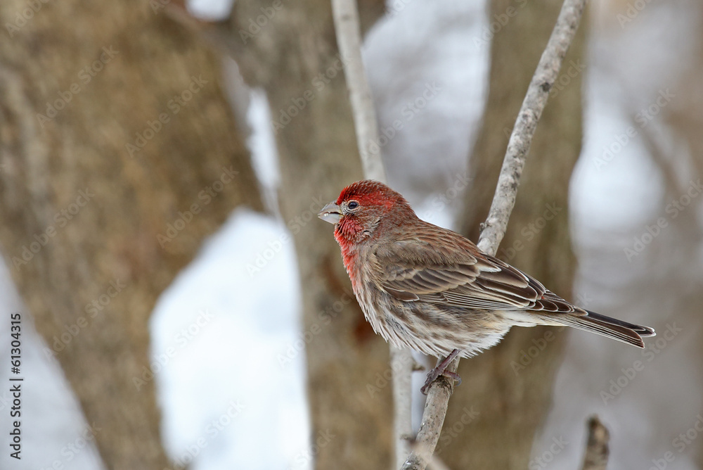 House Finch, Carpodacus mexicanus House Finch, Carpodacus mexicanus