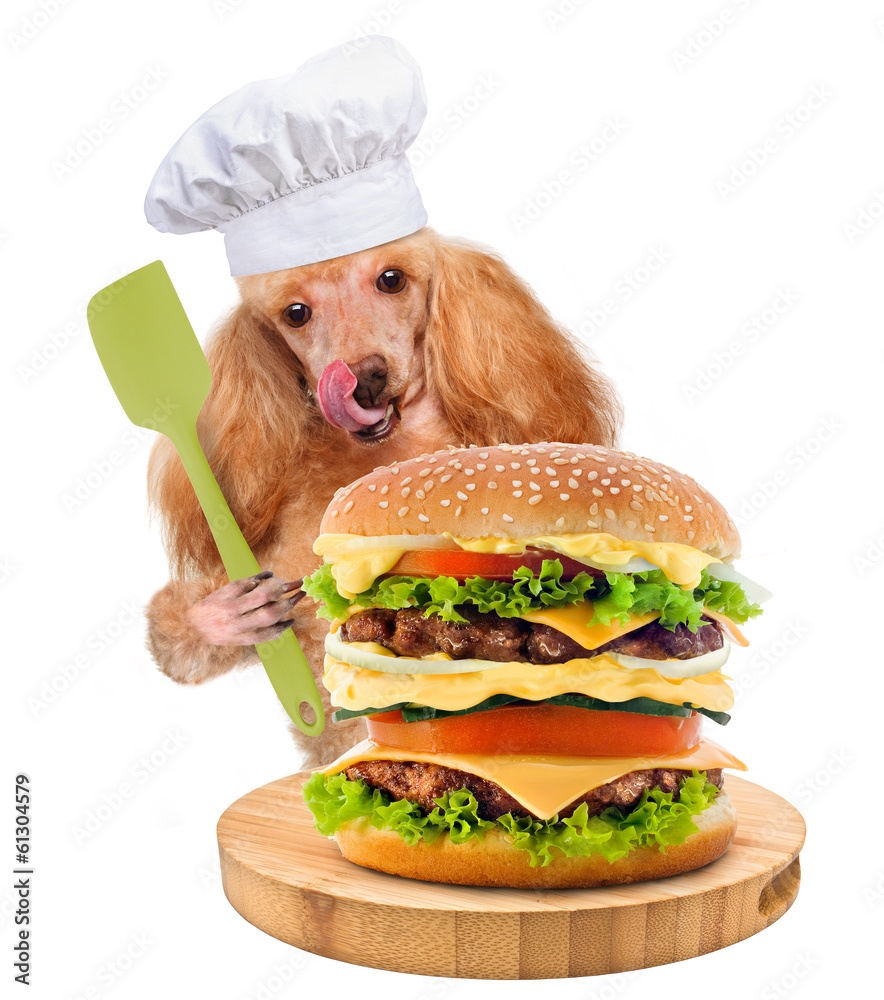 Dog chef Dog chef