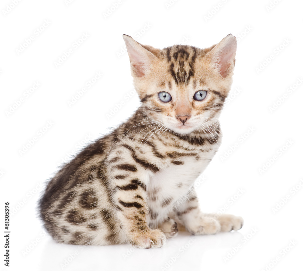bengal kitten looking at camera. isolated on white background bengal kitten looking at camera. isolated on white background