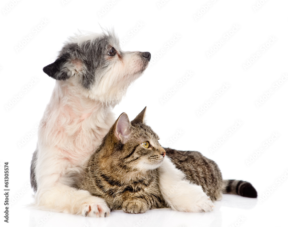 dog embracing cat and looking away. isolated on white background dog embracing cat and looking away. isolated on white background