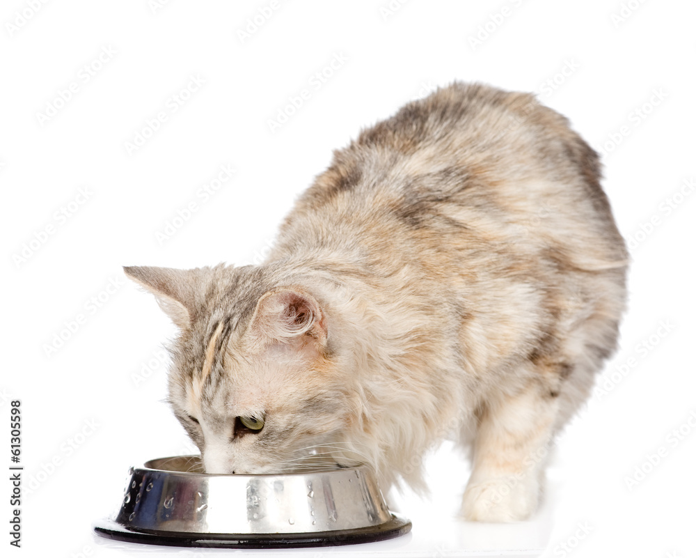 Fototapeta premium cat drinks water. isolated on white background