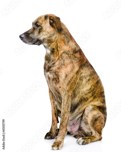 portrait mixed bread dog in profile. isolated on white 