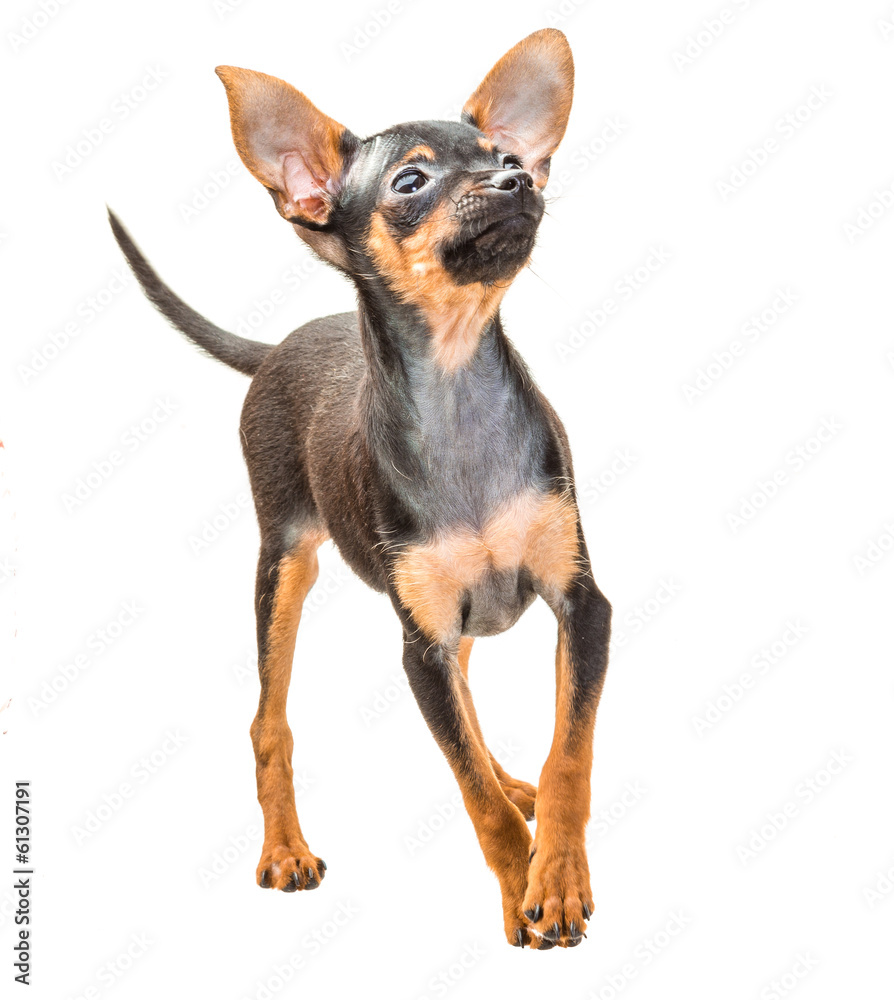 Toy terrier