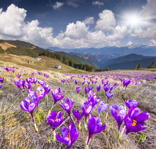 Blossom of crocuses at spring in the mountains