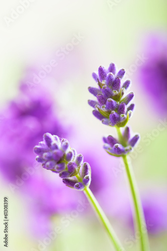 lavender flowers