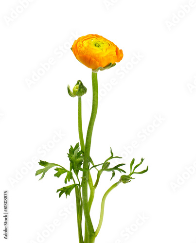 Fototapeta Naklejka Na Ścianę i Meble -  orange ranunculus isolated on white