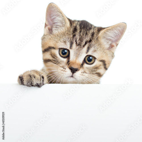 Cat kitten hanging over blank poster or board, isolated on whit